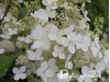 Hortenzija šluotelinė ,White Moth' (lot. Hydrangea paniculata)